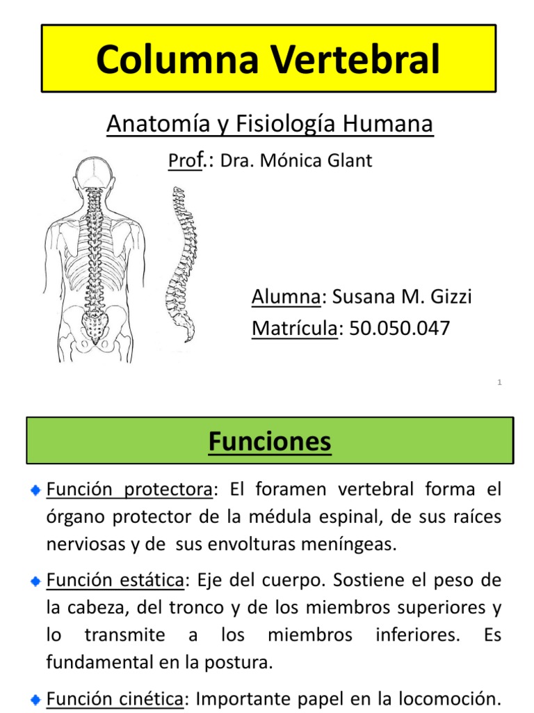 Anatomía y Funciones de la Columna Vertebral | PDF | Vértebra | La ...