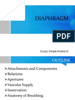 DIAPHRAGM ANATOMY