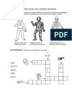 Estructura Del Cuerpo Humano