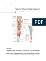 Nervetibial