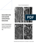 Microscopía de Gránulos de Almidón de Poroto Caupí PDF