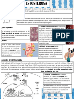 Testosterona 2 PDF