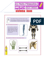 El-Sistema-Óseo-para-Primero-de-Primaria.pdf