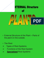 Plant Part Roots