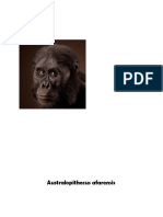 Australopithecus Afarensis