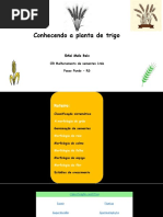 Morfologia planta de trigo.pdf