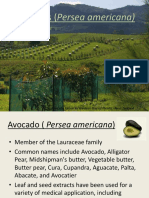 Avocados (Persea Americana) : Avocado Grove in Western Bay of Plenty - New Zealand