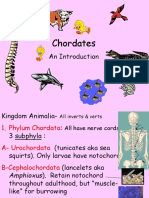 2 - Intro To Chordates