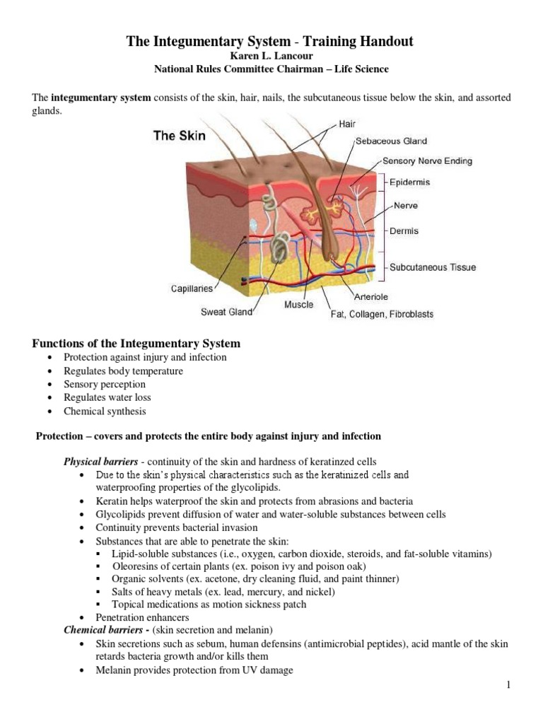 Integumentary System Overview and Functions | PDF | Skin | Epidermis