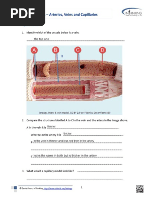 Blood Vessels Student Sheet Answered Pdf Pdf
