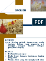 Ayam Broiler (Review)