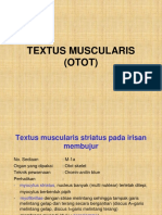 Review Praktikum 2 A Muscularis