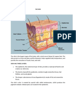 The Skin: Skin Has Three Layers