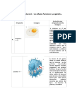 Ejercicio - 2 - Estructura de La Célula Función y Organélos.