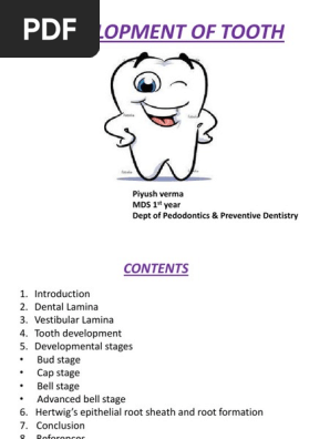 development of tooth