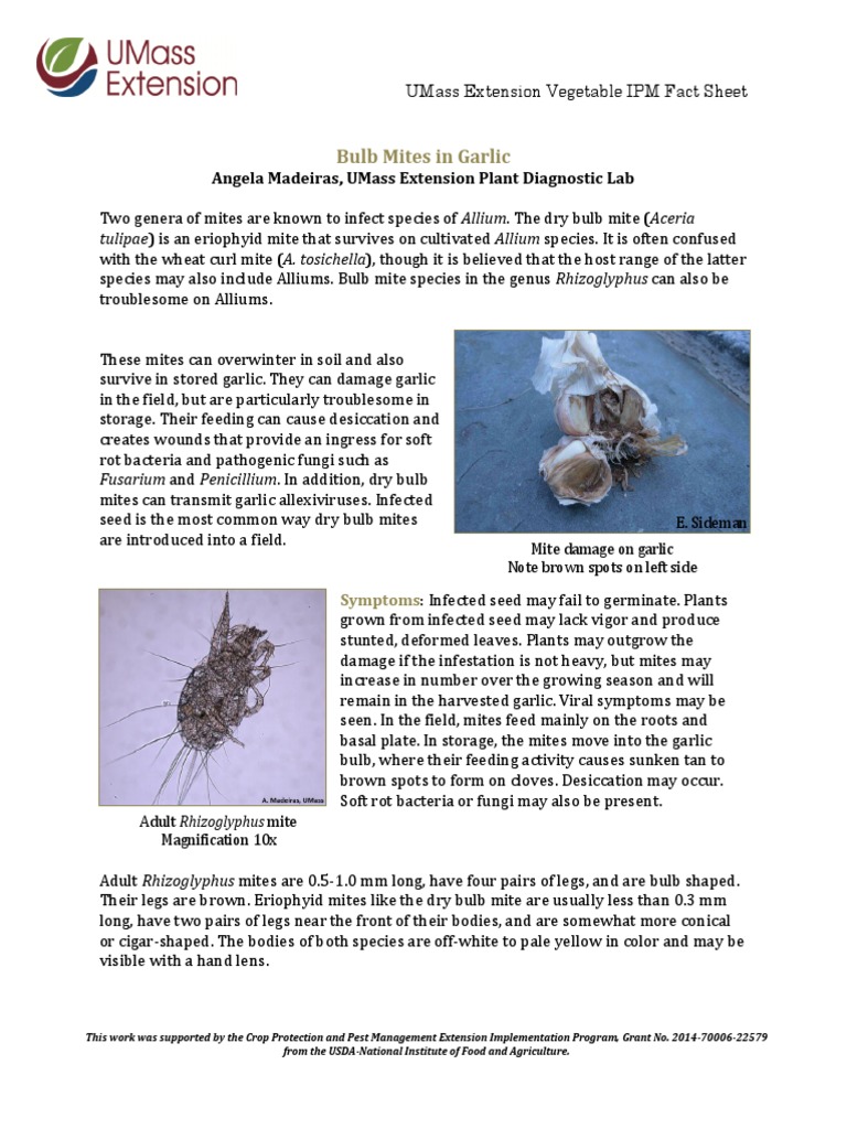 Bulb Mite Found in Garlic Fields PDF Garlic Bulb
