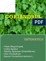 Coriandru