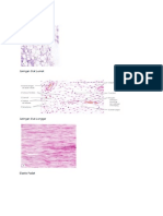 Histologi