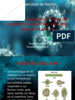 Virus de Arqueas y Virus de RNA de Eucariotas