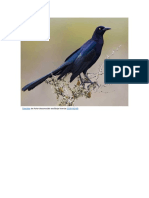 Pajarito PDF