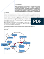 Motilidad Ruminal FISIO2