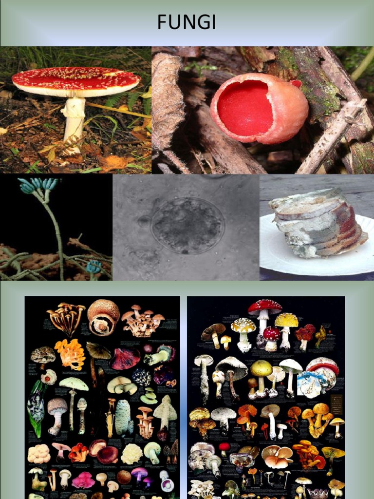 Fungi Ppt