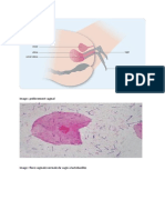 TP Schema