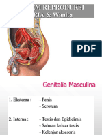 SISTEM REPROduksi.ppt