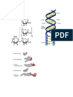 Biomolecules ID Practice.docx