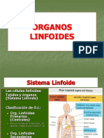 Sistema Linfoide: Organos Linfoides Primarios y Secundarios