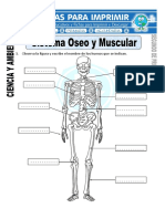 Huesos y sistema locomotor en el cuerpo humano