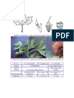 Platanus Hispanica