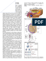 Aparato Reproductor Masculino