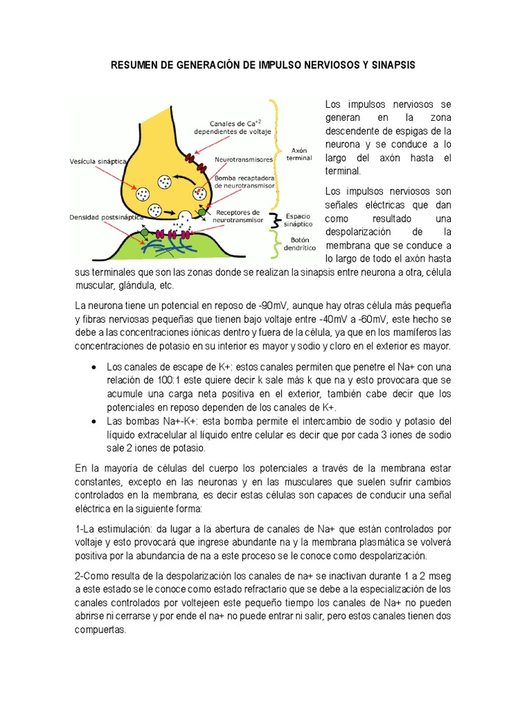 Resumen de Generación de Impulso Nerviosos y Sinapsis | PDF | Sinapsis ...