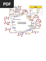 Ciclo de Krebs