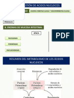 6 Metabolismo de Acidos Nucleicos