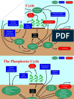 The Nitrogen Cycle: Component Loss From Soil