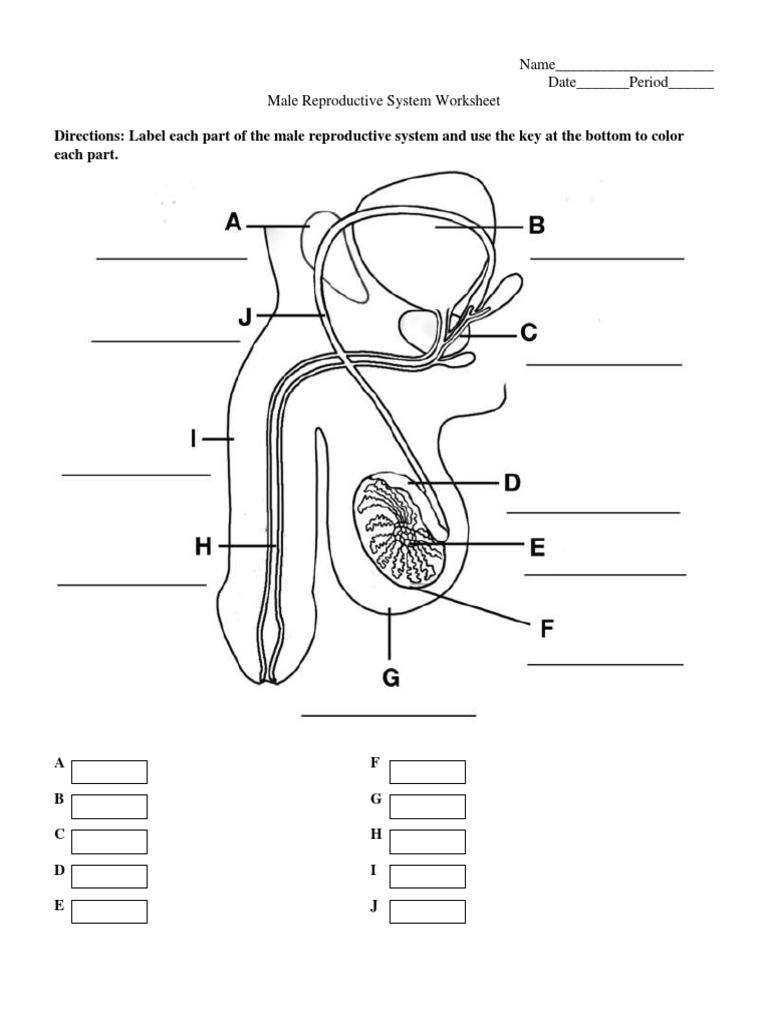 Male Reproductive System Worksheet PDF  Mammal Reproductive In The Female Reproductive System Worksheet