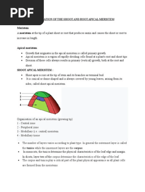 Apical Meristem Plant Physiology Root