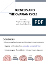 Oogenesis and The Ovarian Cycle: Angelbert R. Bacongco Justin Rhea M. Bandiola