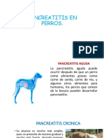 Pancreatitis en Perros