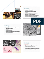 toxoplasma gondii.pdf