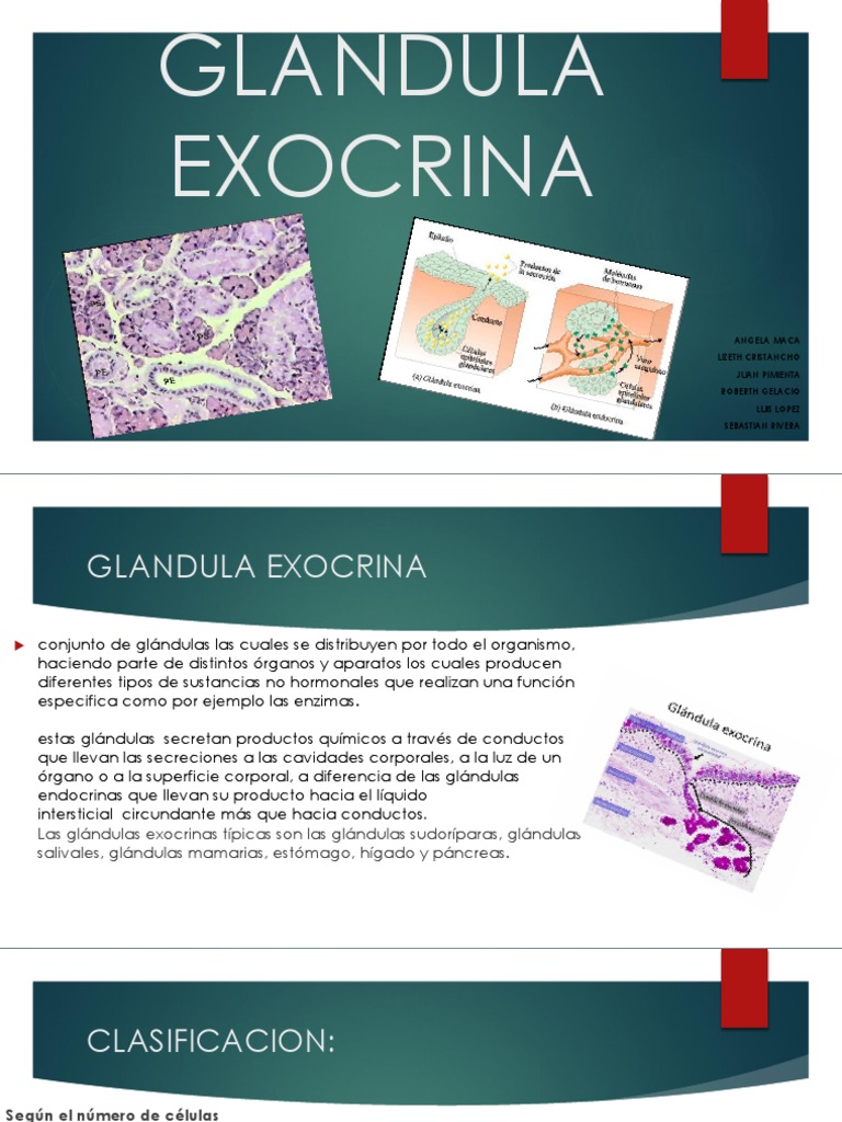 Tipos y funciones de glándulas exocrinas | PDF | Páncreas | Anatomia animal