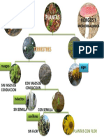 Clasificación de Plantas