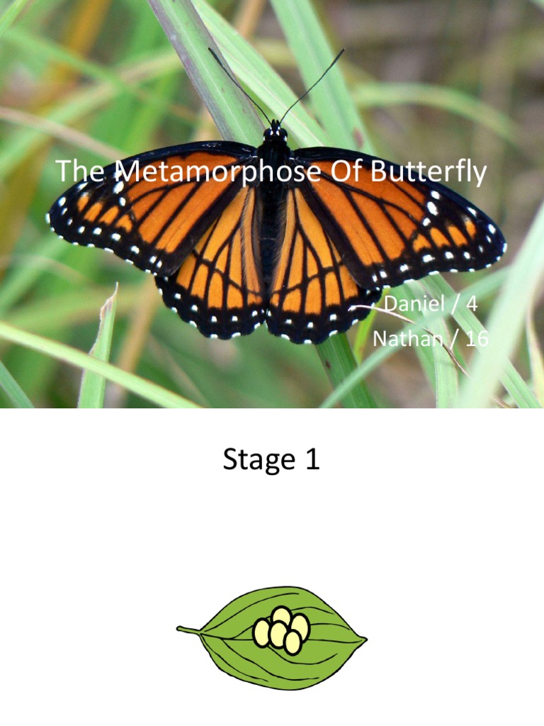 The Metamorphose of Butterfly | PDF
