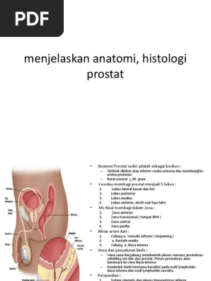 a krónikus prosztatitis visszhangja hogy mi az