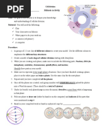 mitosis activity