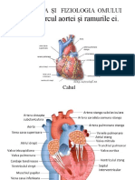 Aorta