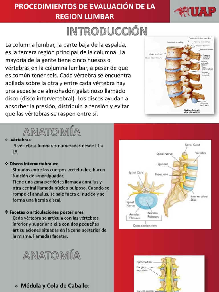 Anatomía y evaluación de la columna lumbar | PDF | Vértebra | Sistema ...