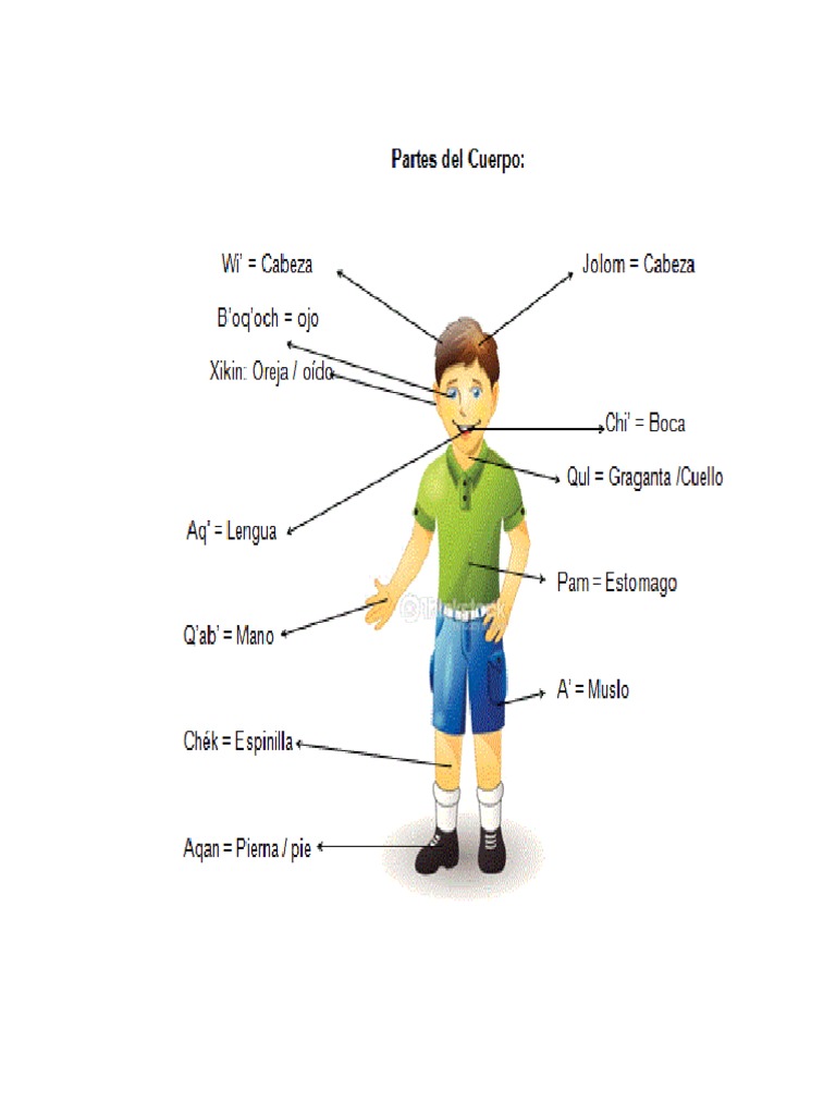 Partes Del Cuerpo en Quiche | PDF